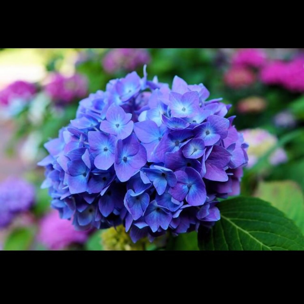 Meet your Posher, Cynthia